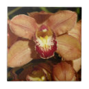 Suche nach orchideen fliesen Fotografie