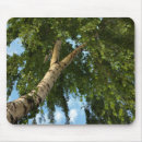 Suche nach birken mousepads Baum