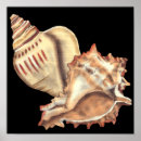 Suche nach seashell poster Jennifer goldberger