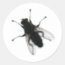 Suche nach fliegeninsekt Käfer