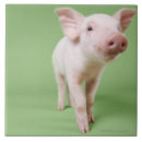 Suche nach ferkel fliesen Bauernhof