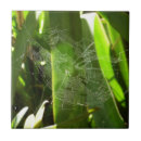 Suche nach spinnennetz fliesen Web