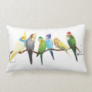 Suche nach budgerigars Grün