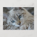 Suche nach lynx poster Tier