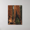 Suche nach redwood leinwandbilder Park
