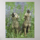Suche nach hunting dog poster Nature