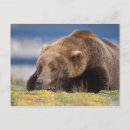 Suche nach grizzlybären postkarten Portrait