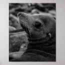 Suche nach seelöwen poster California