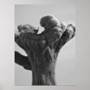 Suche nach phoenix kunst poster Saguaro