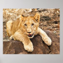 Suche nach tigerjunge poster Katze