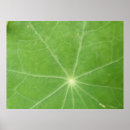 Suche nach venen poster Makro