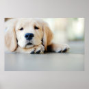 Suche nach goldene retriever poster Niedlich