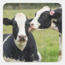 Suche nach kuh aufkleber Holstein