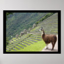 Suche nach peruvian poster Llama