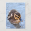 Suche nach entlein postkarten Baby