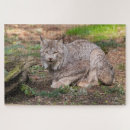 Suche nach luchs puzzle Kanadasynx