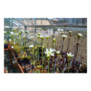 Suche nach venus blume poster Blumen