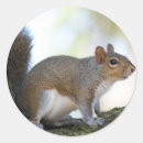 Suche nach braunes eichhörnchen aufkleber Niedlich