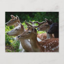 Suche nach herde postkarten Fotografie