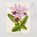 Suche nach cattleya postkarten Natur