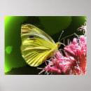Suche nach schwefel poster Schmetterlinge