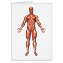 Suche nach bein anatomie postkarten Brachioradialis