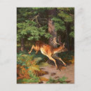 Suche nach rotwild postkarten Natur