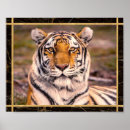 Suche nach big cat poster Foto