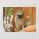 Suche nach siamese cat postkarten Blume