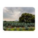 Suche nach tequila magnete Pflanze