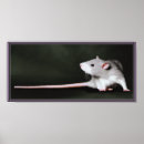 Suche nach ratte poster Niedlich