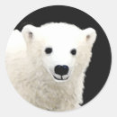 Suche nach weißer eisbär aufkleber Tragen