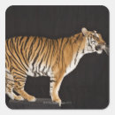 Suche nach stehend aufkleber Tierwelt