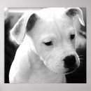 Suche nach american bulldog poster Hund
