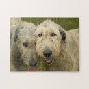 Suche nach irisch puzzle Hund