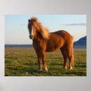 Suche nach isländische pferde poster Ranch