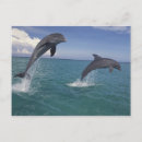 Suche nach delphine im meer poster Darstellung