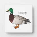 Suche nach enten fotoplatten Vogelvogel