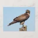 Suche nach accipiter poster Wildtiere