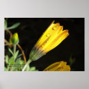 Suche nach schwanz poster Blume