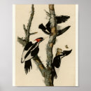 Suche nach audubon poster Ornithologie