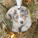 Suche nach australian shepherd ornamente Hund