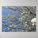 Suche nach pear poster Baum