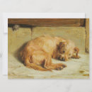 Suche nach cocker spaniel karten Kaninchen