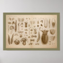 Suche nach tintenfische poster Ozeane