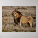 Suche nach afrikanischer löwe poster Männlich
