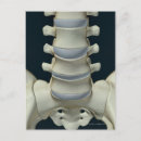 Suche nach vertebrae Arztplakate