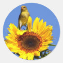 Suche nach schöne sonnenblume aufkleber Vogelvogel