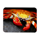 Suche nach galapagos magnete Tiere