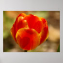 Suche nach rote tulpen poster Lebhaft